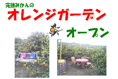 完熟みかんのオレンジガーデンオープン